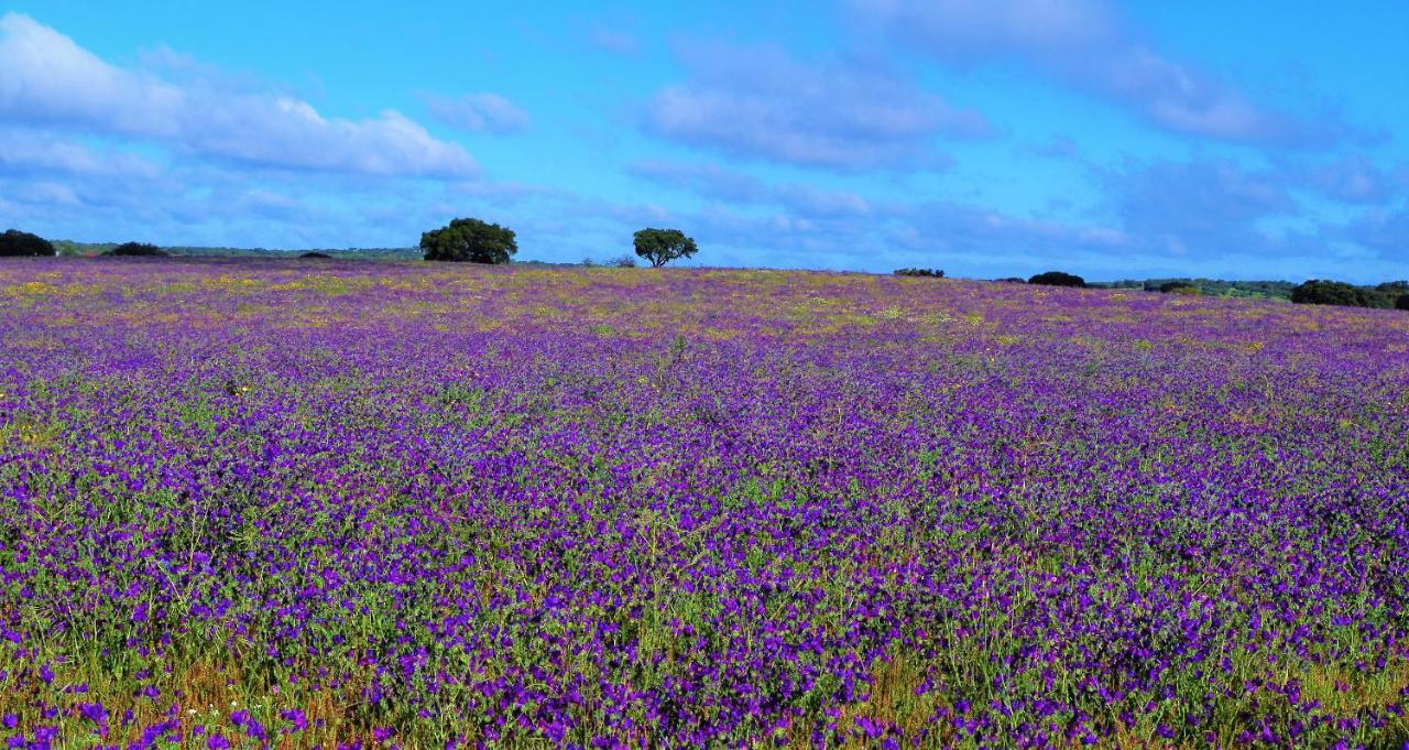Lodge Monte Do Sobral Alcáçovas Exteriér fotografie